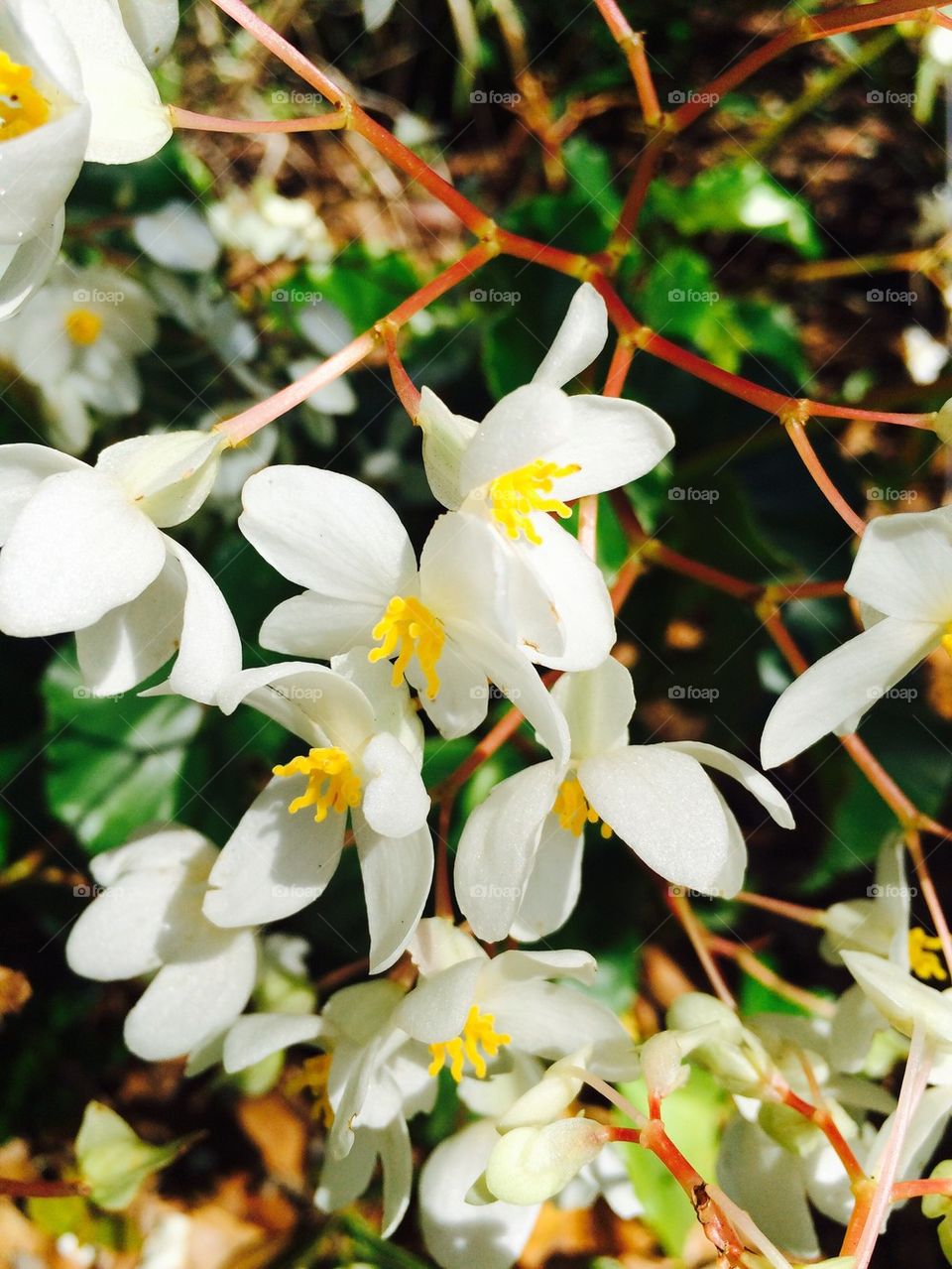 Tropical flowers