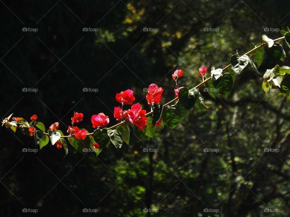 Bougainvillea