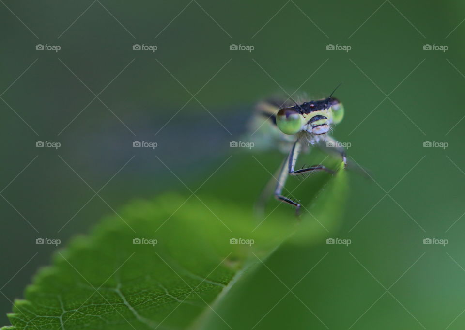 Damselfly Close-Up