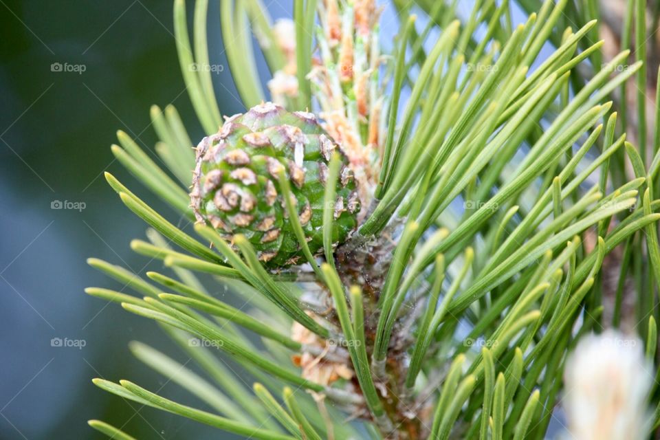 Just a picture of greenery 