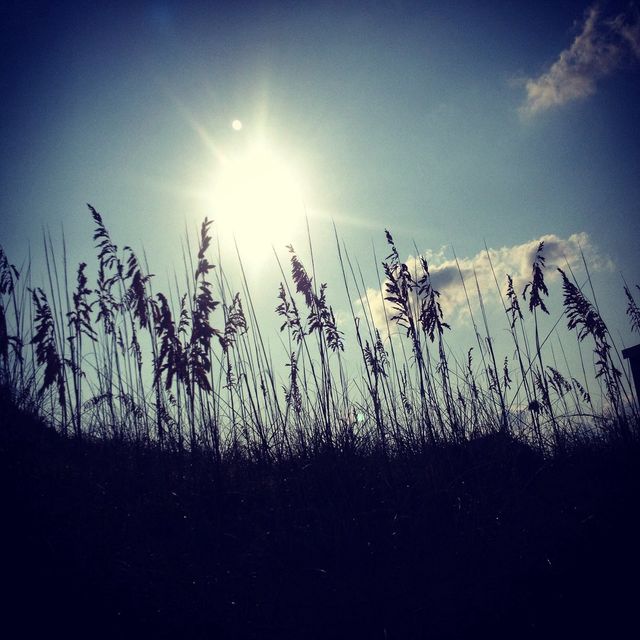 Sea oats 
