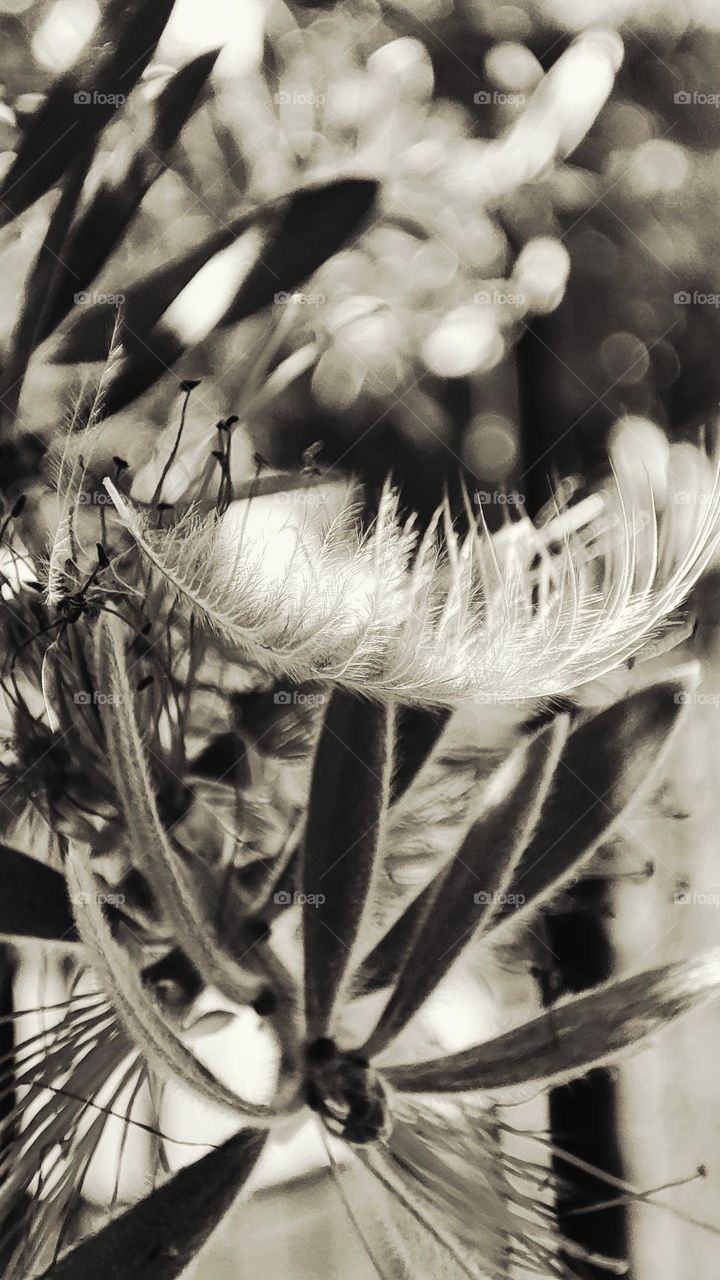 feather
