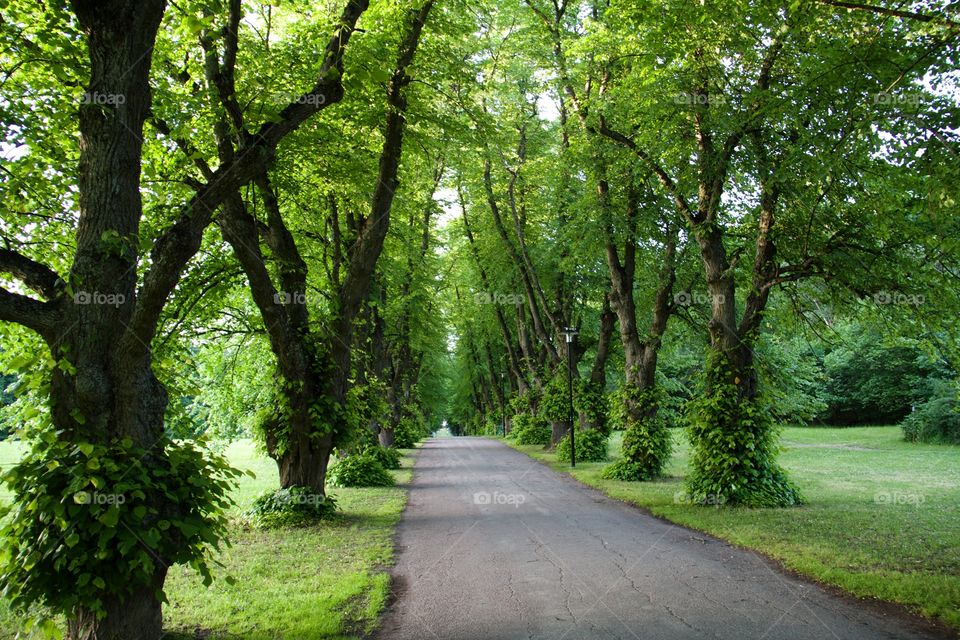 Pathway Along Trees