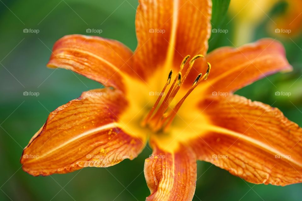 Close-up of bright orange flower