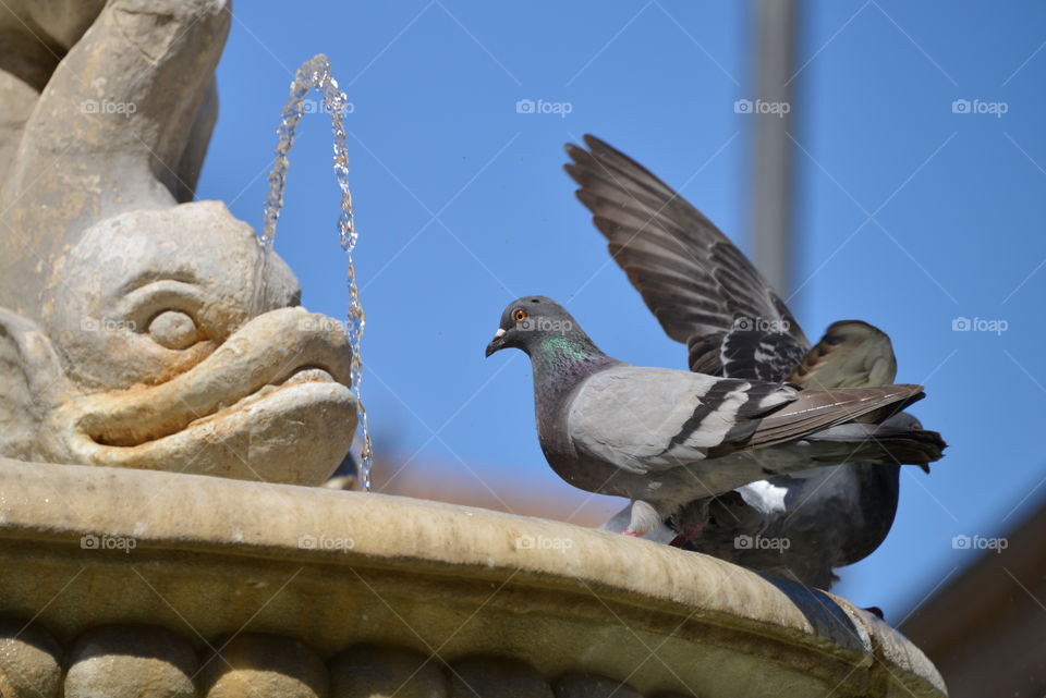 piggeons resting on the fountain