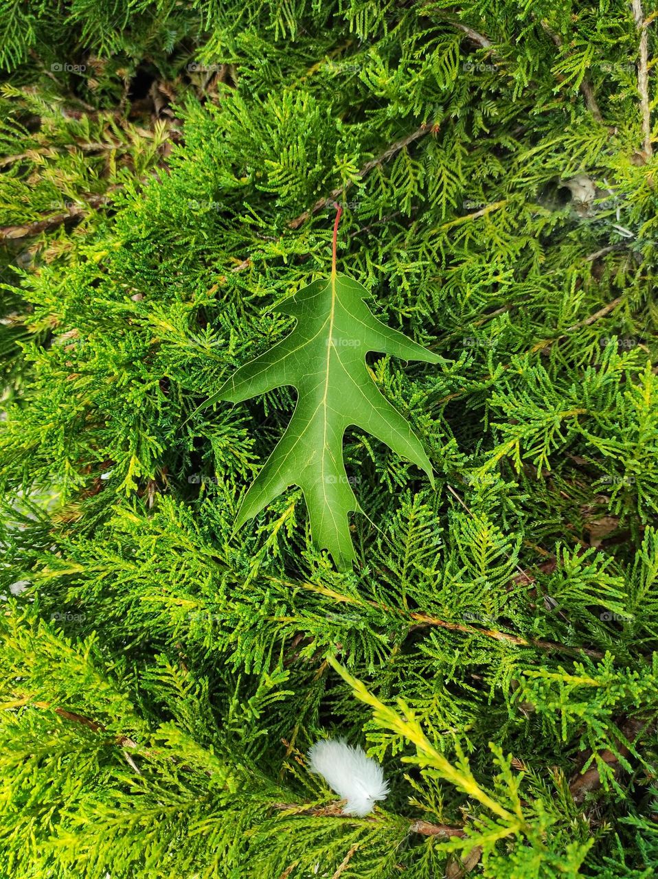 Green leaf from a tree on a bush top view