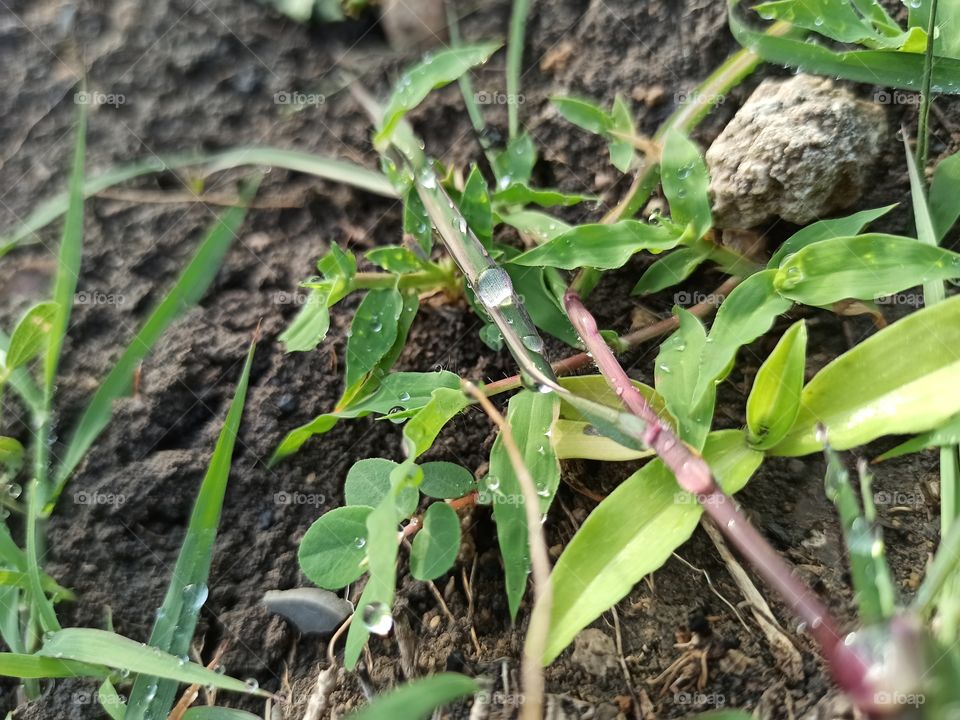 nothing more than nature.nature with no filters