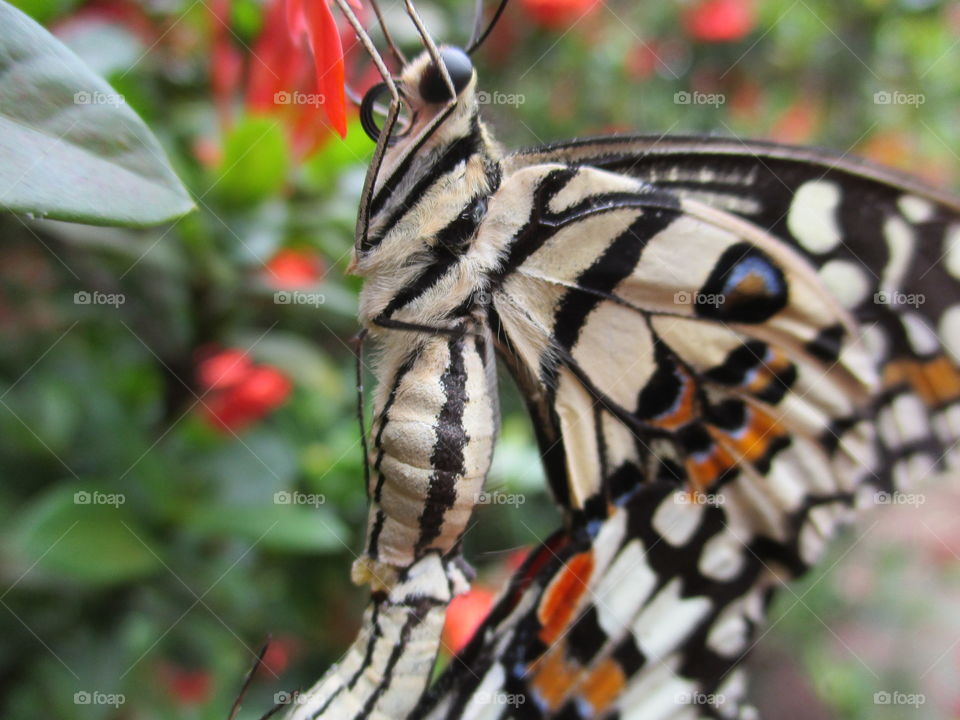 butterfly stomach