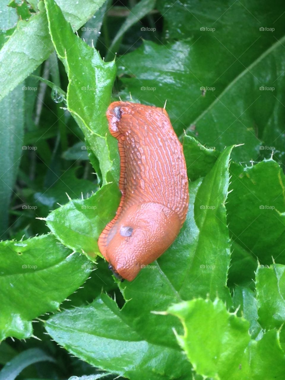 Close-up of a spanish slug on green leaf