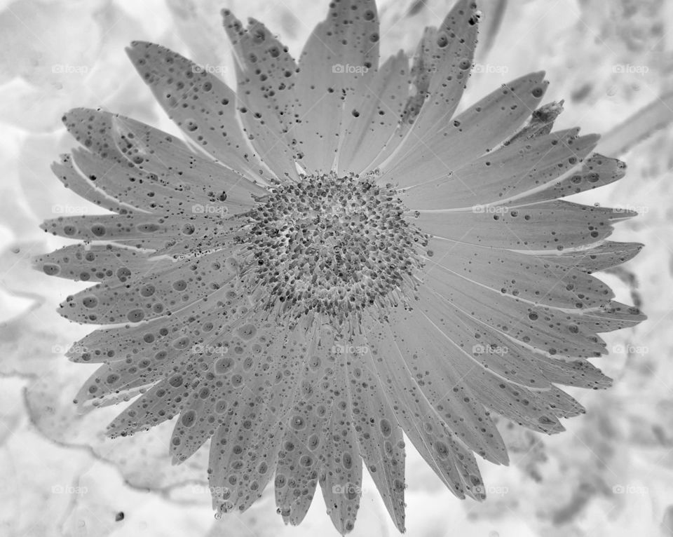 gerber daisy grayscale