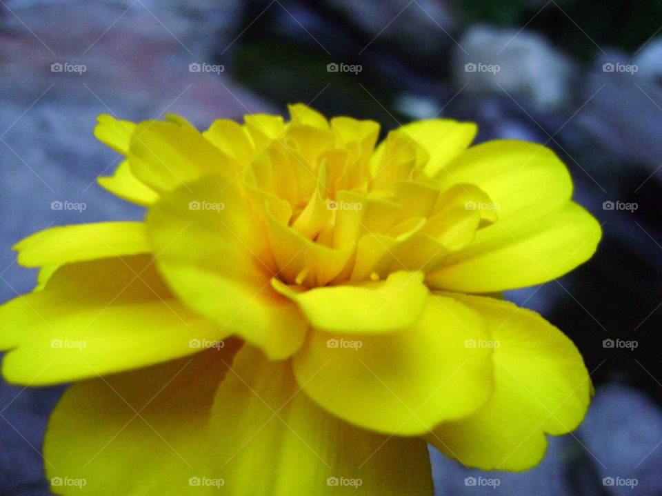 yellow nature flower rocks by jmh