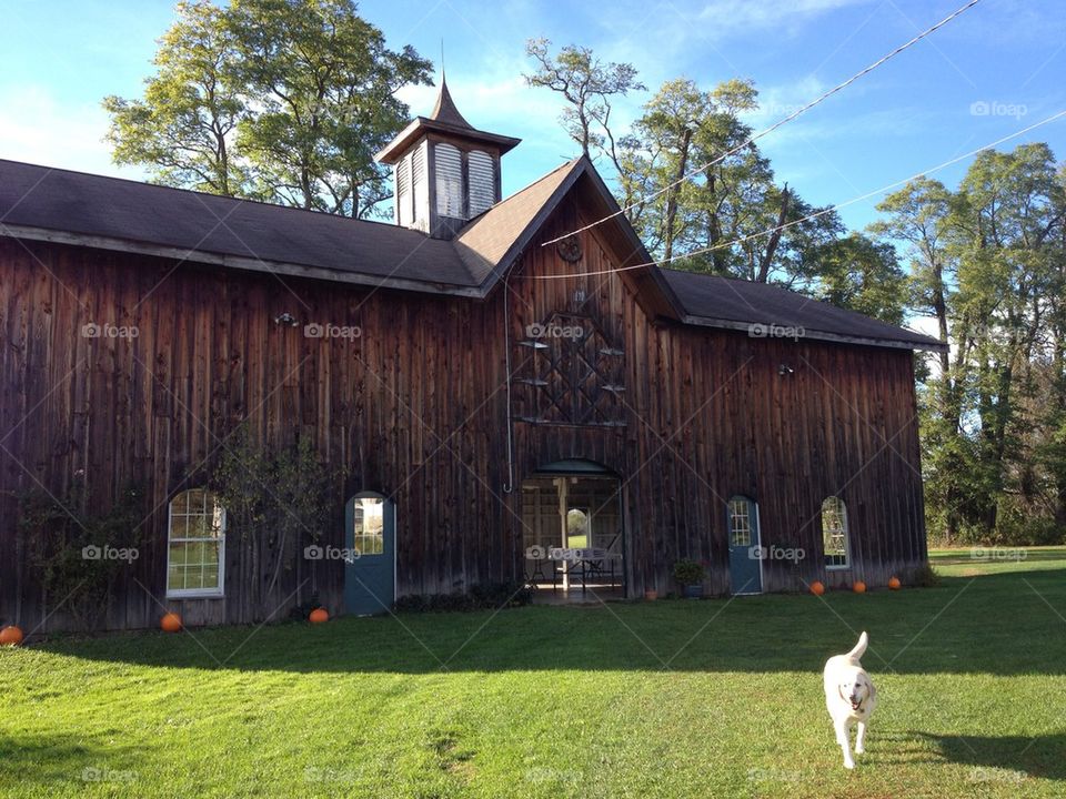 Barn and Dog