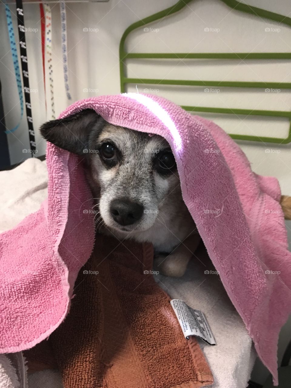 Ms. Annie, Approximately 9 years old, Chihuahua Terrier Mix
Loves, loves, loves people.  Dogs though...meh, not so much.  Don’t even bring up the subject about cats!  
