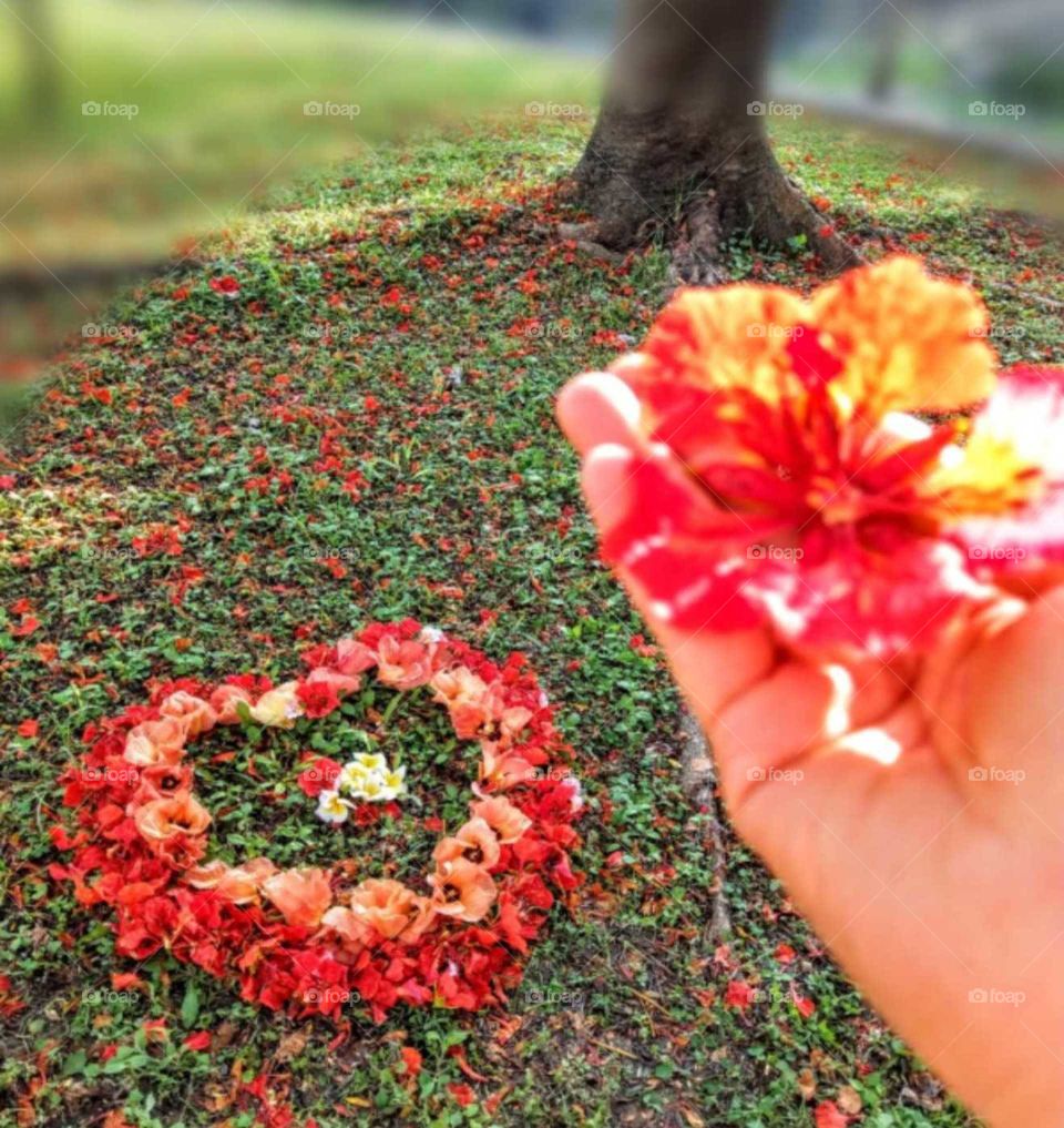 The memories of summer: summer is Phoenix flowers open season, also leave season and time of parting(or farewell, or good bye), because it is graduation season, not only happy but also sad. of course also a blessing season.