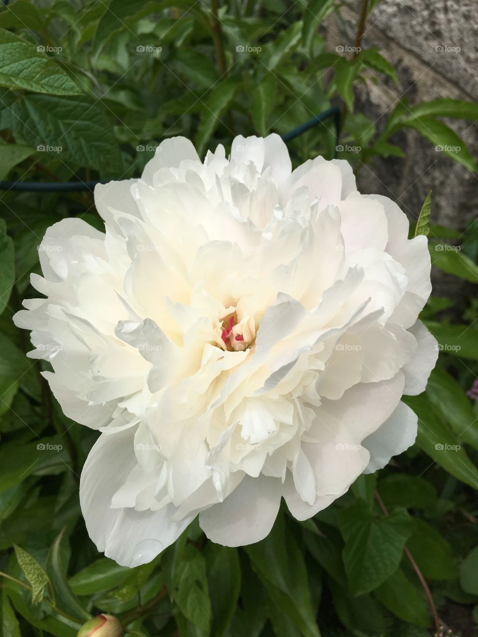 White peony