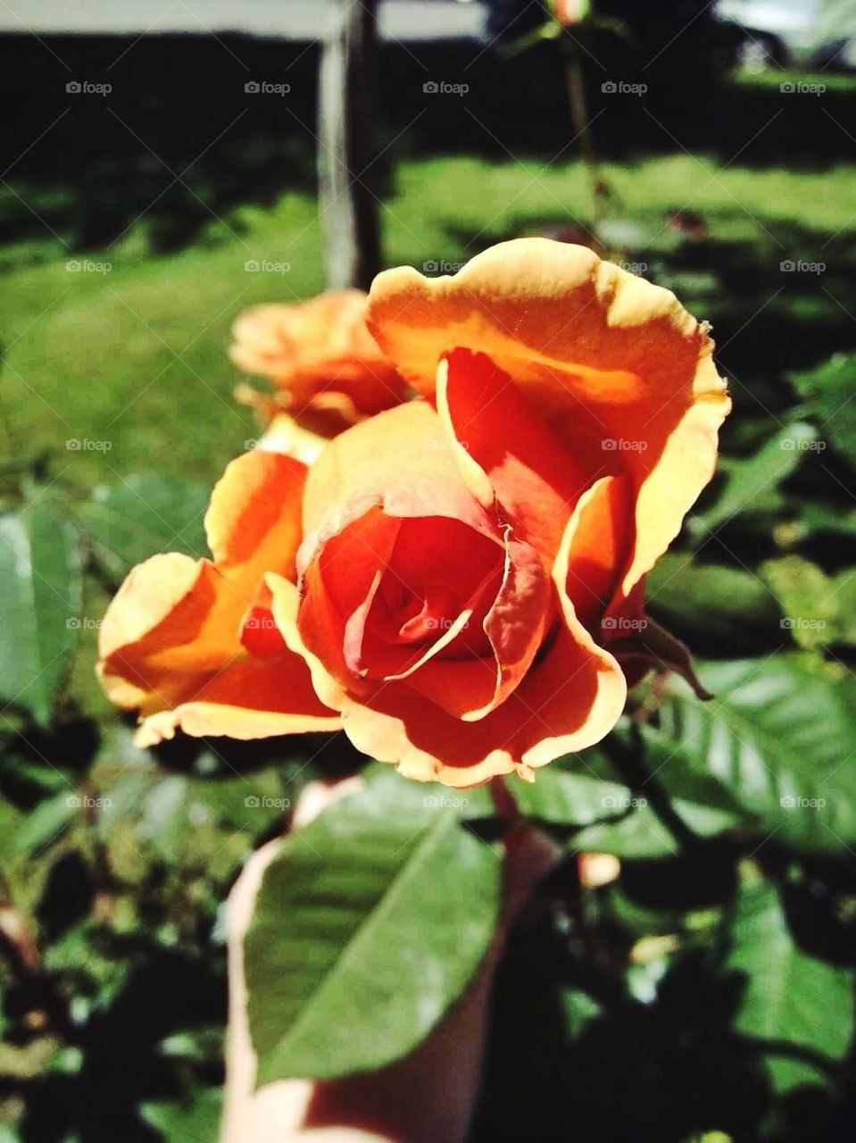 Fragrant Rose