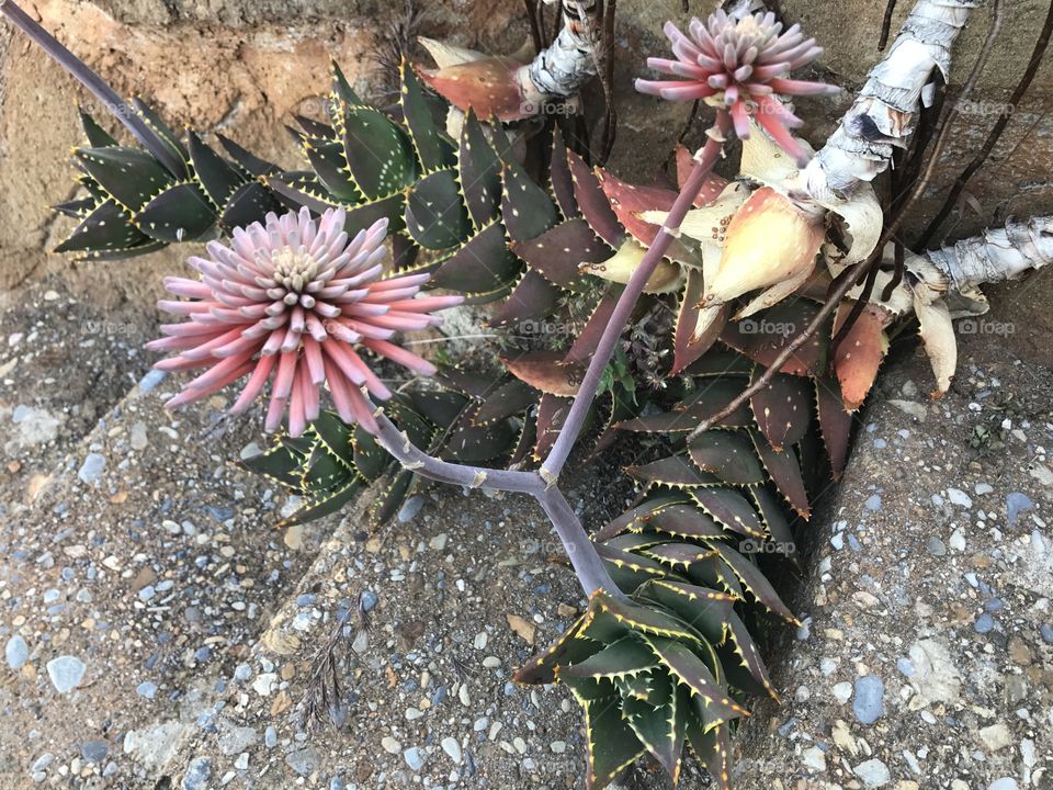 Fleur de cactus 