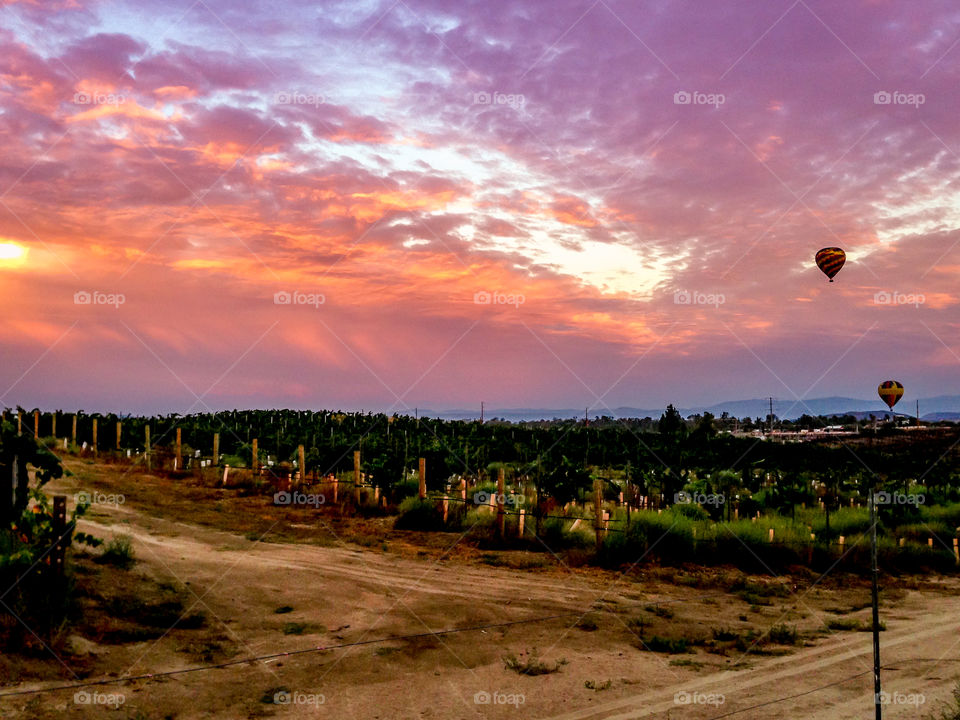 Sunrise Vineyard Flight . Balloons flying over the Temecula, CA vineyards at sunrise. 