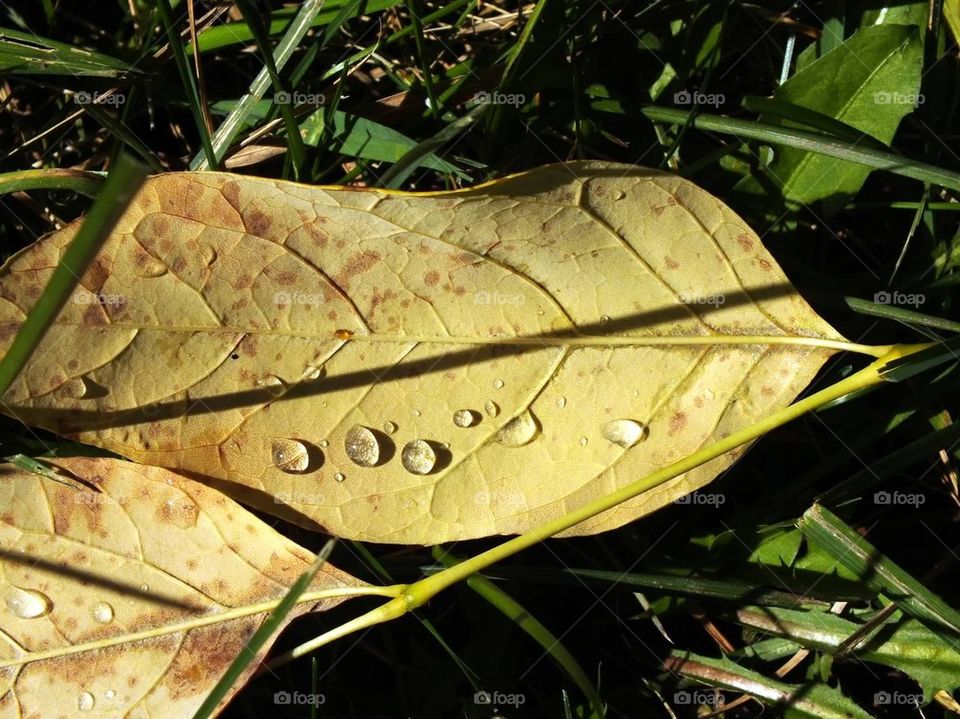 Drops on leaf