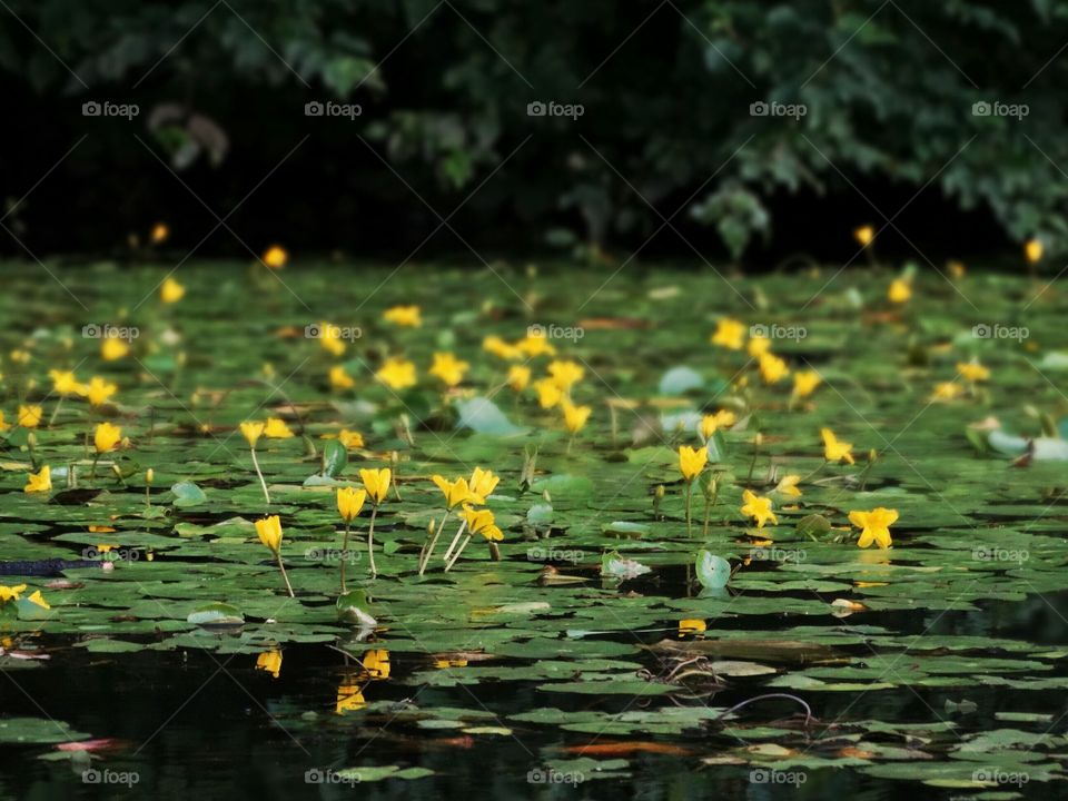 yellow flowers