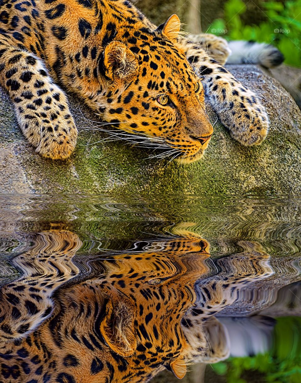 Portrait of a beautiful Amur Leopard relaxing on a rock and reflecting on his own good looks. What a tragedy that this creature is now critically endangered thanks to mankind. Shame on us.