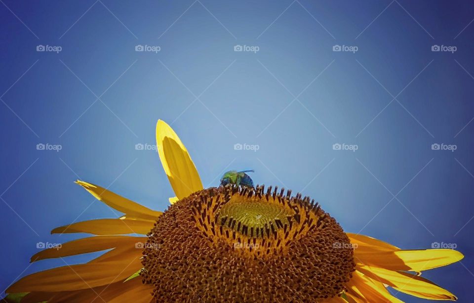 Bee gathering pollen on a sunflower 