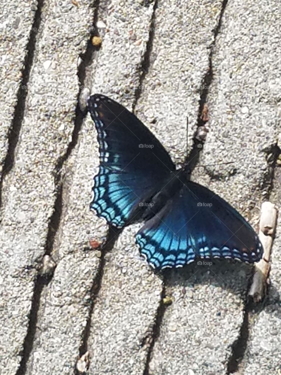 Red Spotted Purple Butterfly