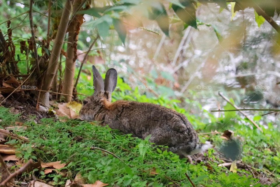 A wild rabbit in a wooded part of the city of Madrid