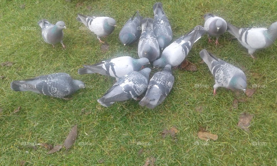 pigeons are having a breakfast