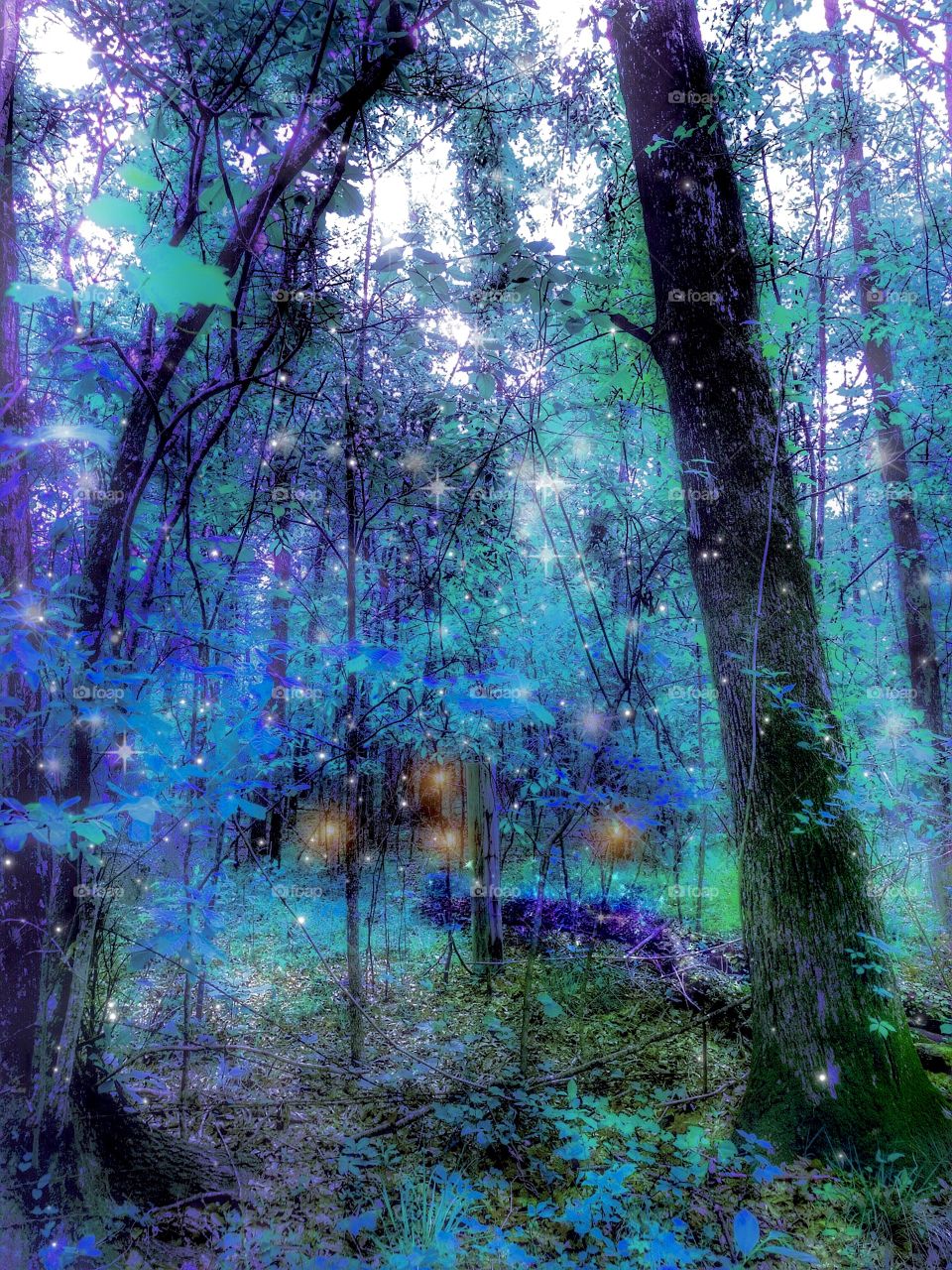 Fairy Forest 