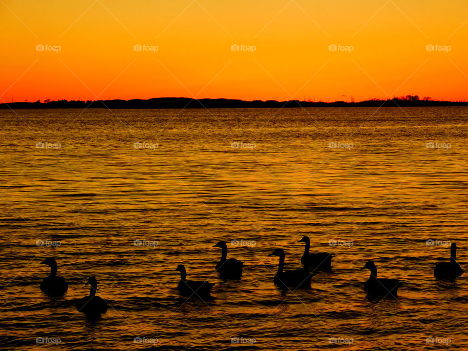 Silhouette of duck in a lake