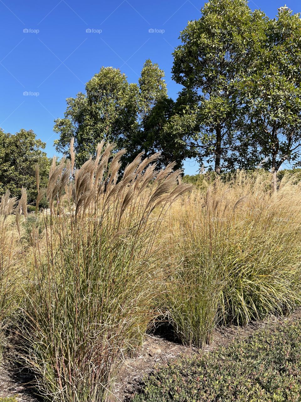 Blowing in the Wind