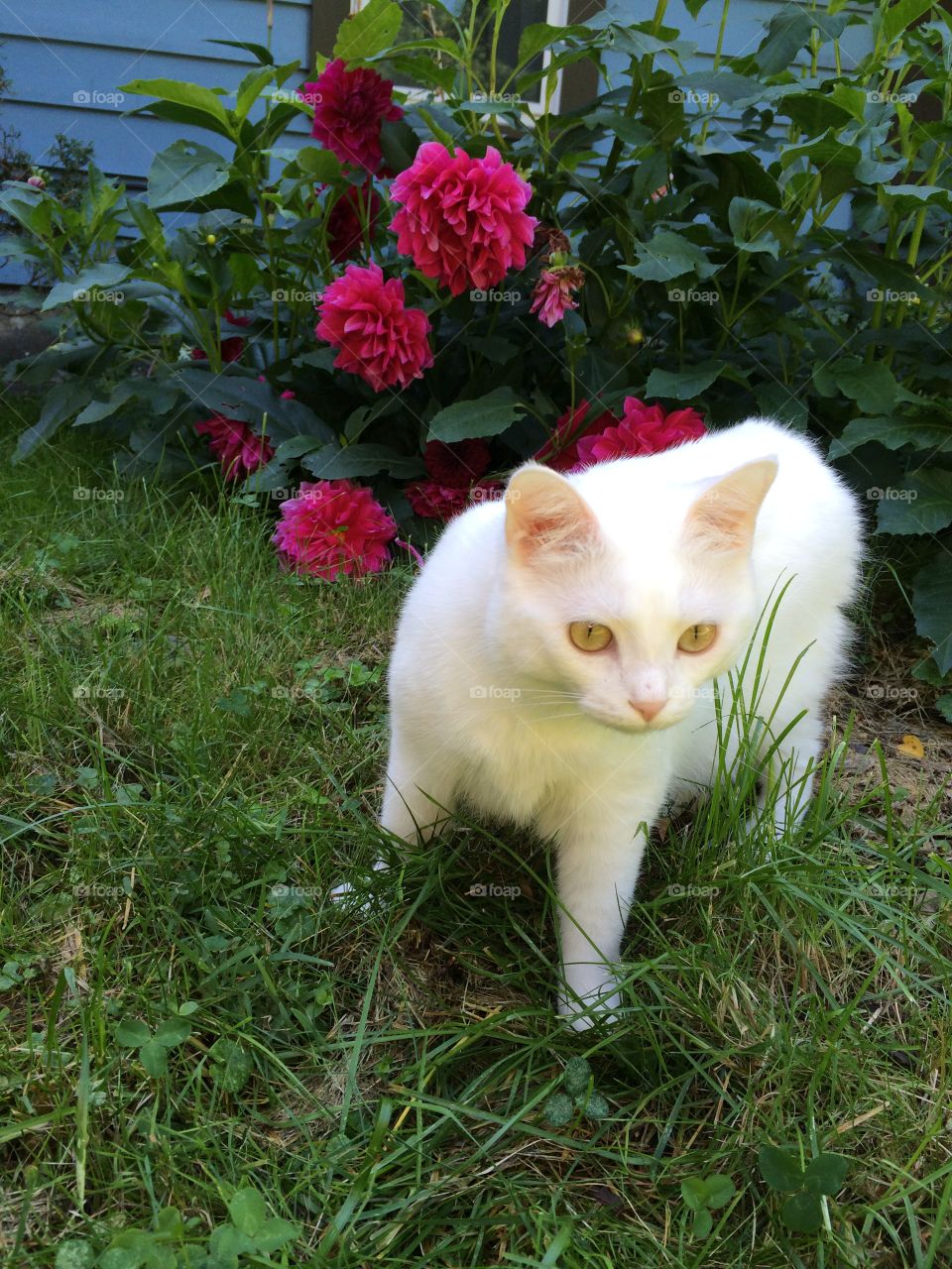 White kitty with dahlias. Lily frolicking in the yard