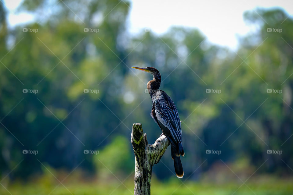 A bird looks across the marshy lands at  Circle B Bar Reserve 