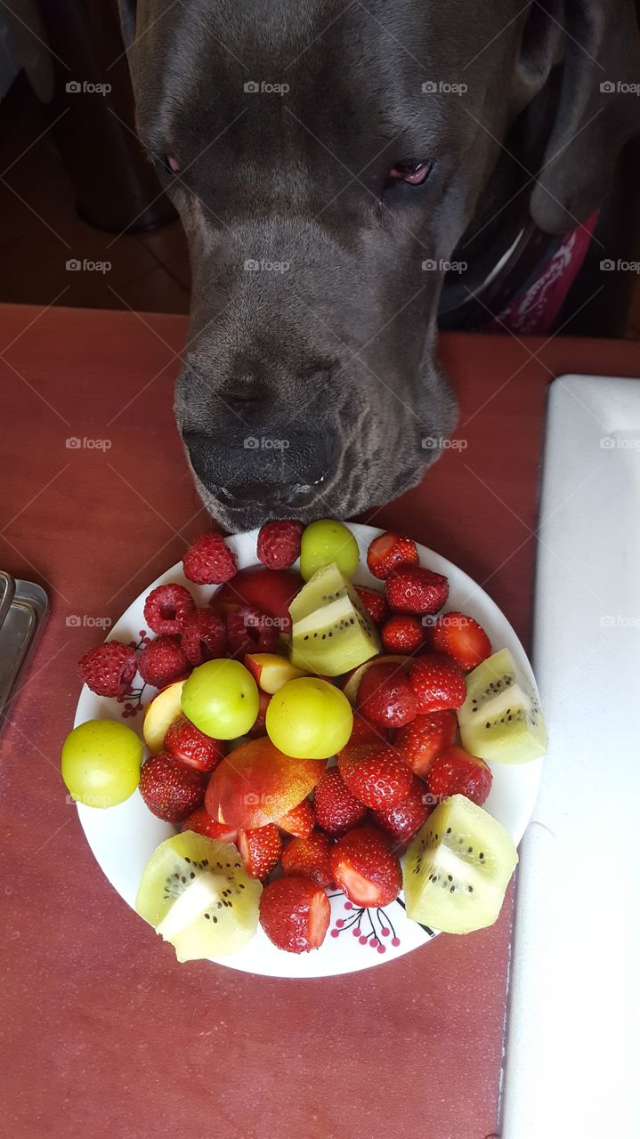 High angle view of dog head with fruits in plate