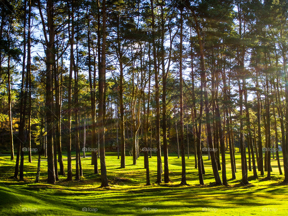 Trees on a green field. 