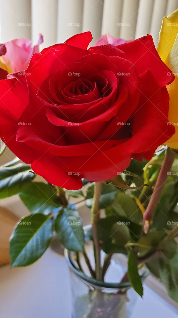 red rose