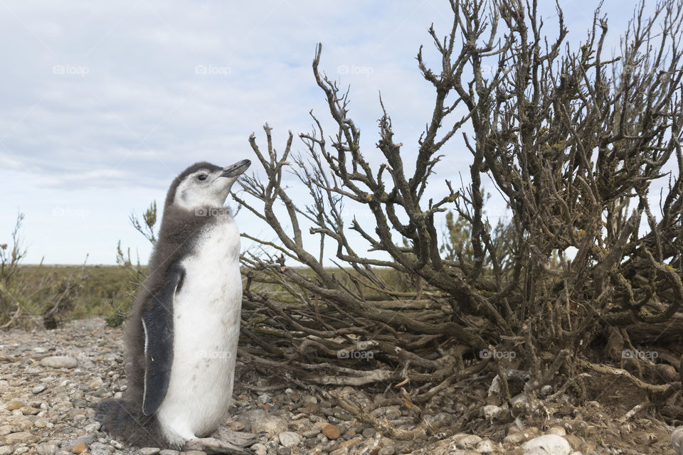 Pinguenera Faro Cabo Virgenes.