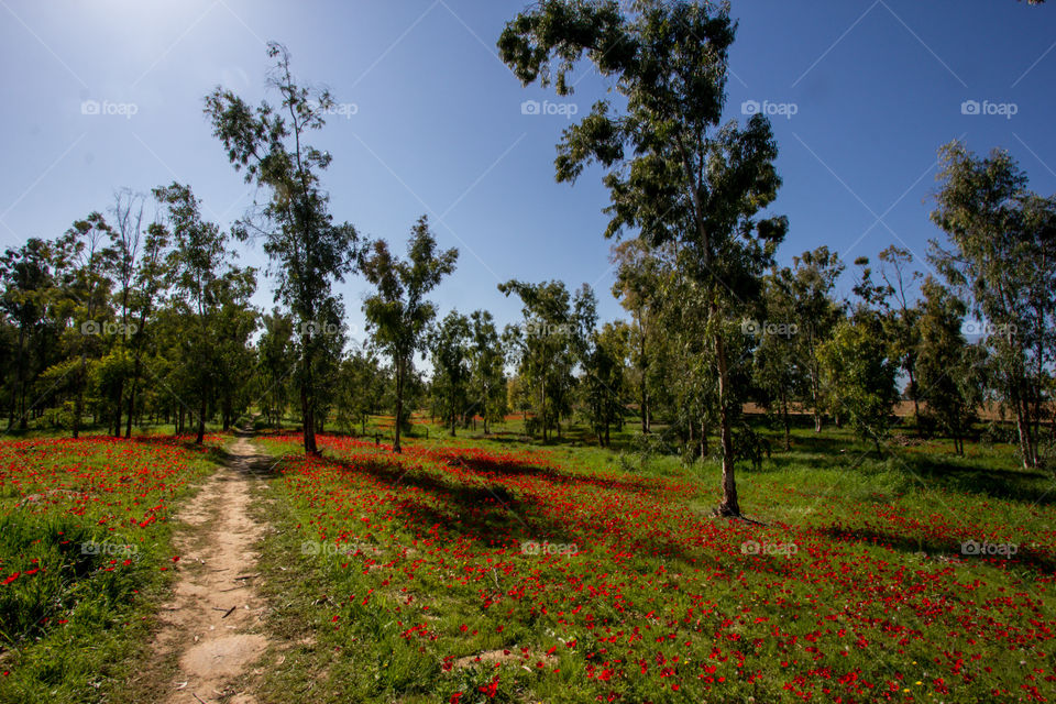 Path in poppies forest 