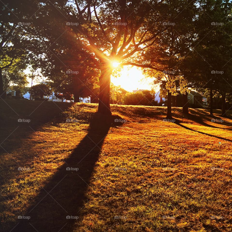 Sunlight passing through the trees