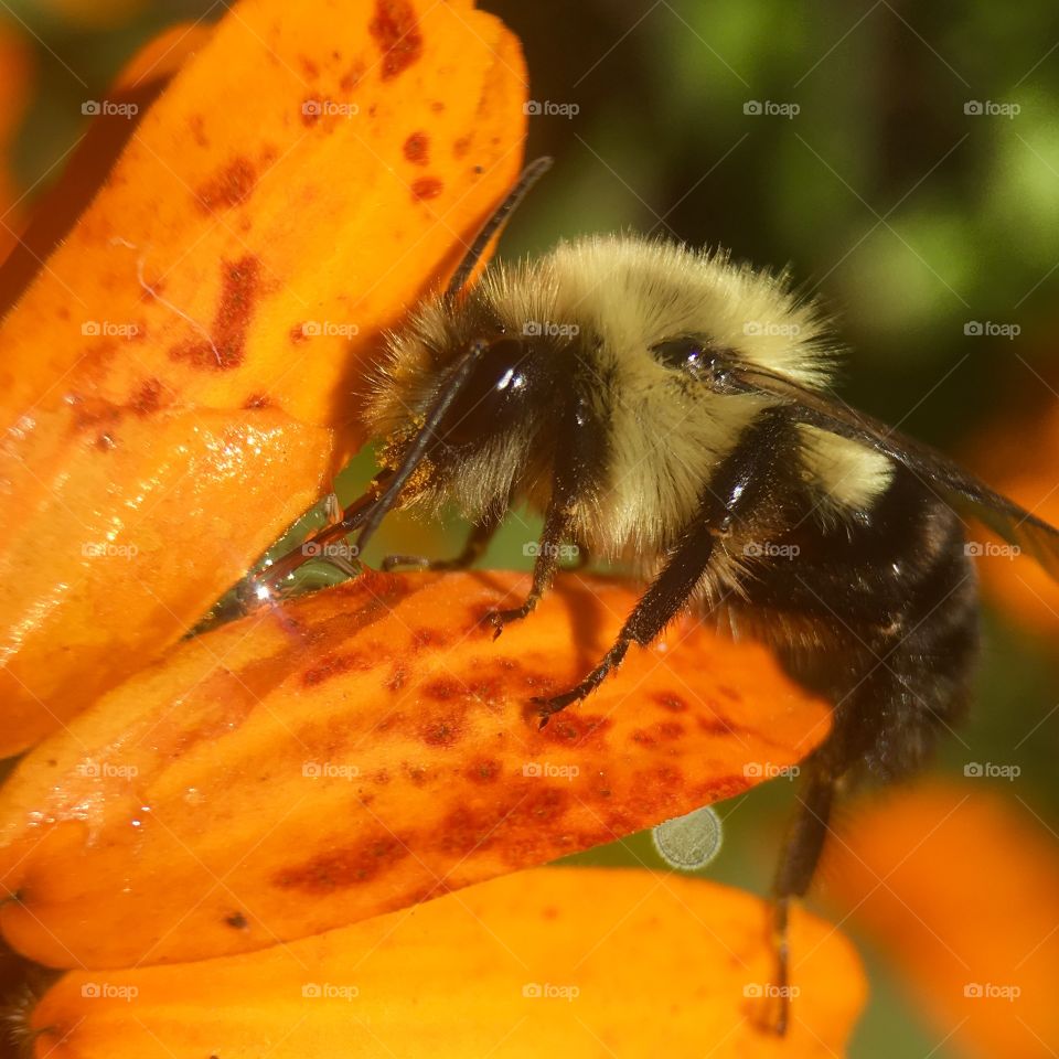 Bee sucking up honey