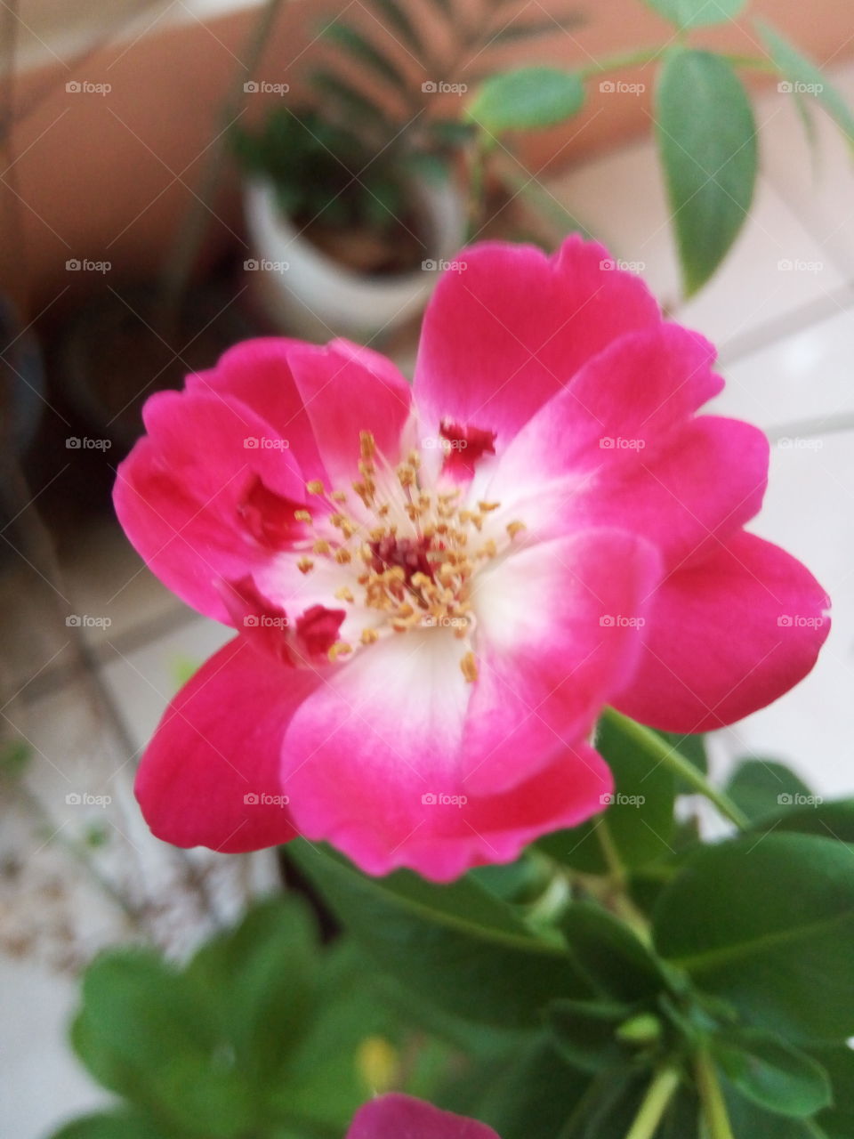 special romantic rose