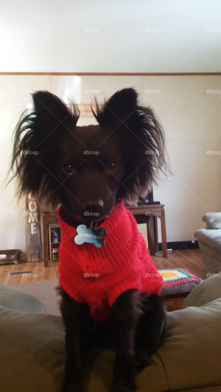 black longhair Chihuahua puppy dog little inside cute red sweater