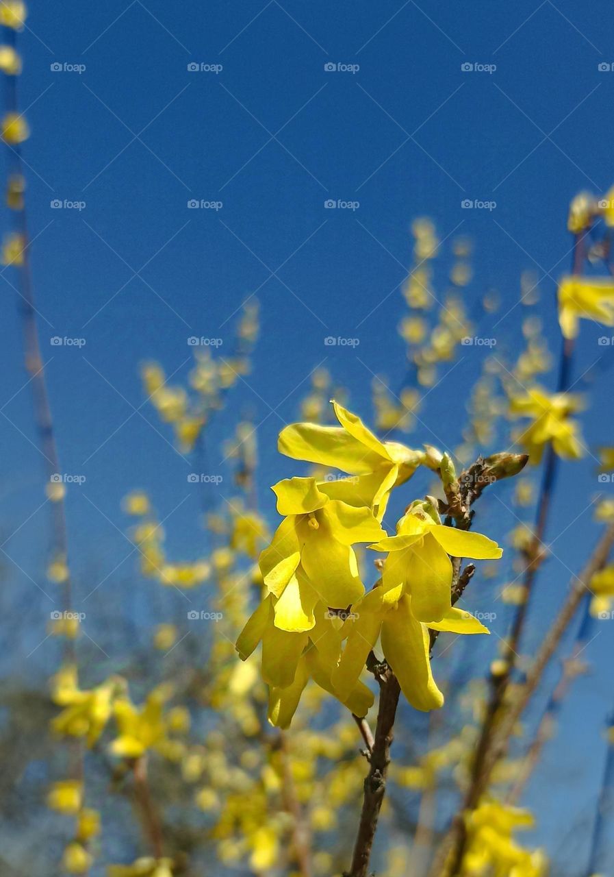 blue sky and yellow flowers spring nature