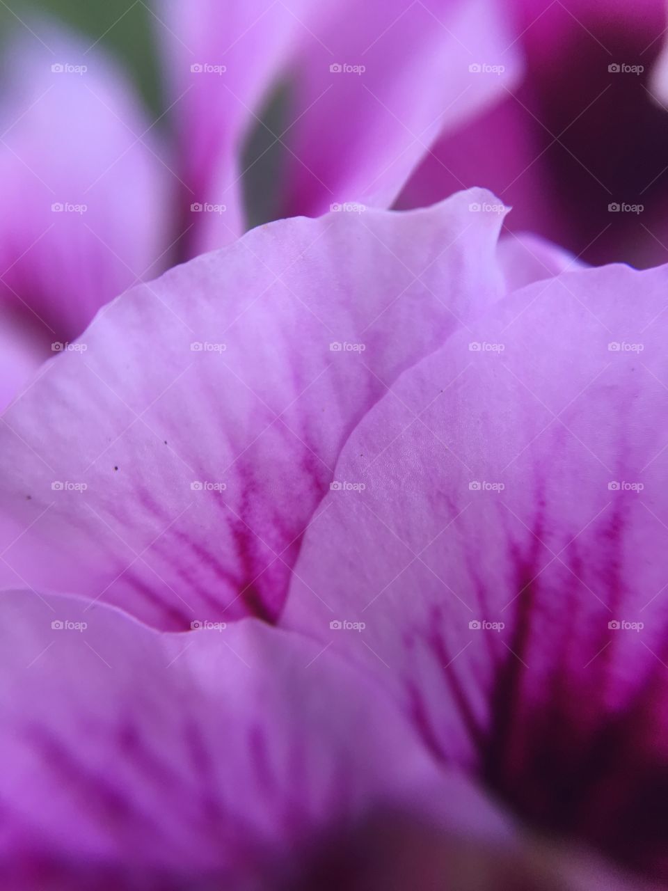 Garden flowers