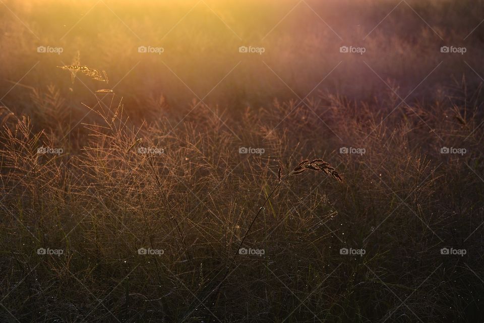 good morning sunshine