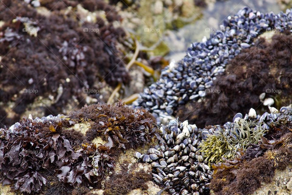 Pacific Tide Pool Life