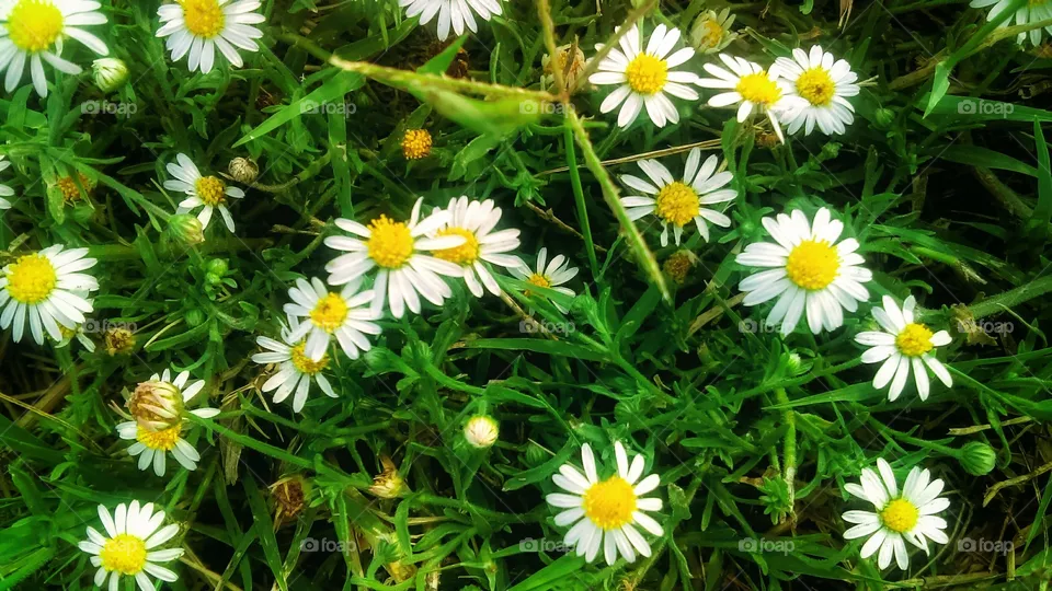 Wildflowers