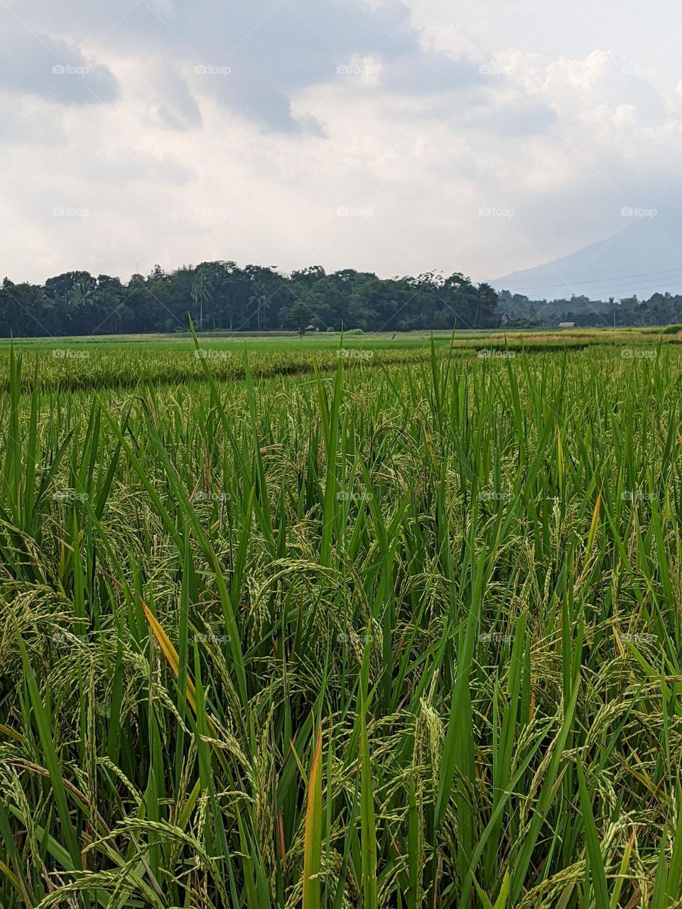 views of rice fields and rice plants that are still green🌾🌾