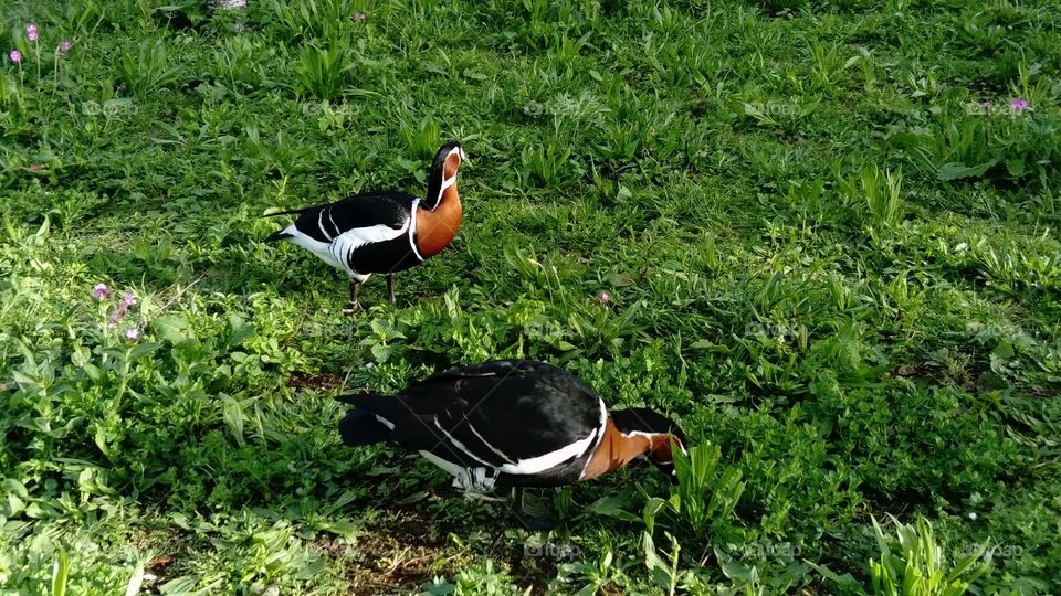 Ducks grazing